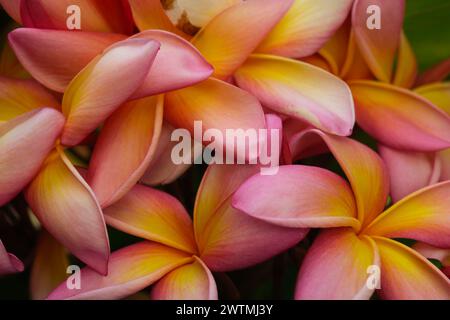 Plumeria, Plumeria fleurs sont parmi les plus belles fleurs dans le monde, climat tropical et subtropical, Argentine Banque D'Images