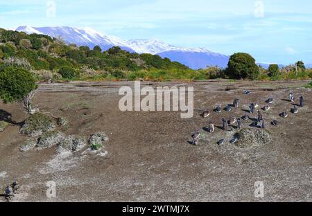 Colonie de pingouins sauvages sur l'île Martillo, Ushuaia, Patagonie, Argentine, Amérique du Sud Banque D'Images