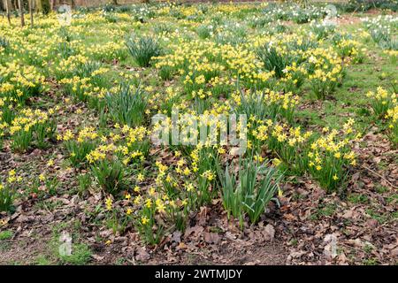 Tapis de jonquilles. Worden Hall, Leyland. Banque D'Images