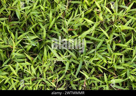 L'herbe verte est illuminée par le soleil de l'après-midi dans une photo en grand angle et forme un beau fond d'herbe verte Banque D'Images