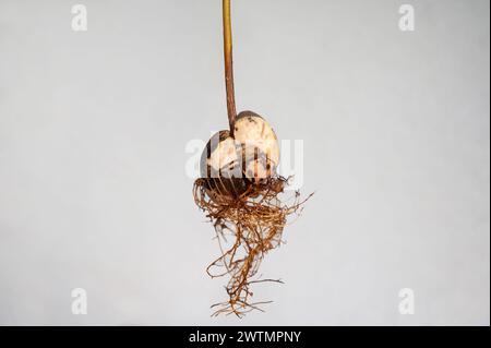 Noyau d'avocat (Persea americana) avec racines sur fond blanc Banque D'Images