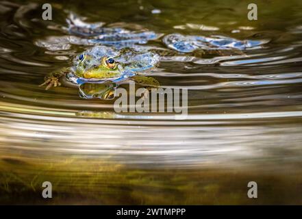 Bulgarie Malomirovo 18 mars 2024 ; le printemps est la saison de reproduction des grenouilles un processus complexe qui implique plusieurs étapes, y compris la cour, l'accouplement et la ponte des œufs. Nouvelles en direct de Clifford Norton Alamy Banque D'Images