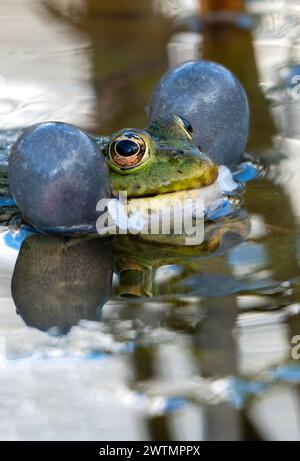 Bulgarie Malomirovo 18 mars 2024 ; le printemps est la saison de reproduction des grenouilles un processus complexe qui implique plusieurs étapes, y compris la cour, l'accouplement et la ponte des œufs. Nouvelles en direct de Clifford Norton Alamy Banque D'Images