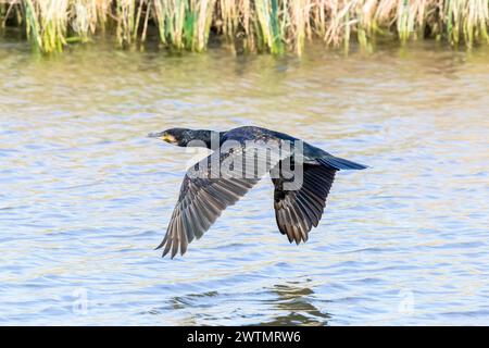 Gros plan d'un cormoran, Phalacrocorax carbo, volant bas au-dessus de la surface de l'eau, avec des battements d'aile pointus vers le bas sur le fond d'une berge Banque D'Images