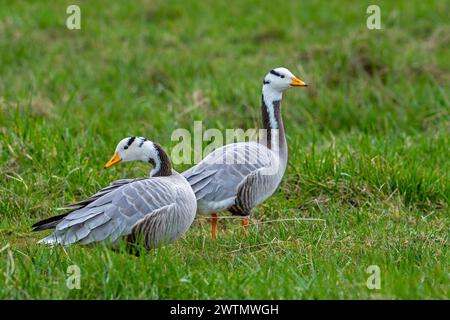 Couple d'oies à tête barrée (Anser indicus) se nourrissant dans les prairies, espèces exotiques originaires d'Asie centrale Banque D'Images