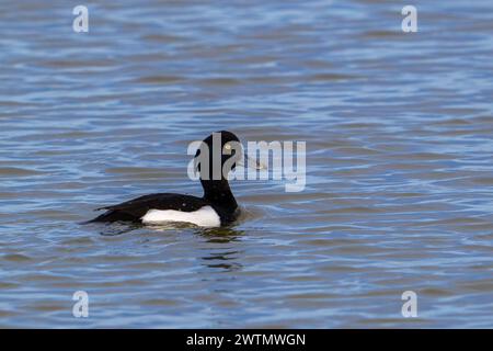 Canard touffeté / pochard touffeté (Aythya fuligula / Anas fuligula) mâle adulte en plumage de reproduction nageant dans le lac Banque D'Images