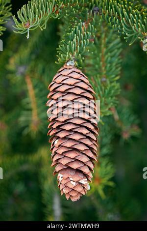 Épicéa de Norvège / épicéa d'Europe (Picea abies) gros plan de cône avec des écailles pointues et des feuilles persistantes en forme d'aiguilles dans les Alpes en hiver Banque D'Images