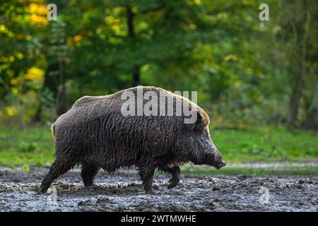 Sanglier solitaire (sus scrofa) mâle recouvert de boue après avoir pris un bain de boue / vautère dans le bourbier en forêt en automne / automne Banque D'Images