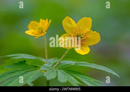 Anémone de bois jaune / anémone de buttercup (Anemone ranunculoides / Anemanthus ranunculoides) en fleur en forêt au printemps Banque D'Images