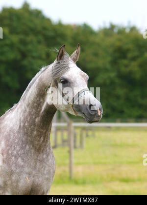 Une photo de tête d'un joli cheval gris dans un licol de spectacle. Banque D'Images