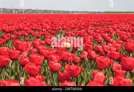 Fleurs de tulipe colorées. Une tulipe jaune parmi les tulipes rouges dans un champ de printemps. Banque D'Images