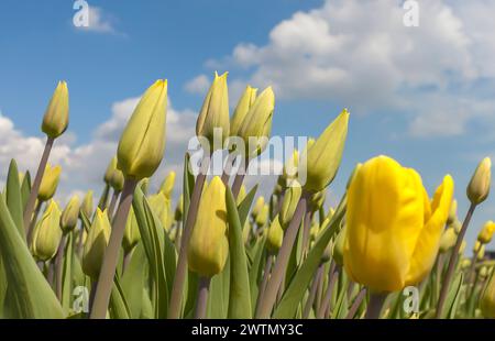 Tulipes dans un champ agricole au printemps sous un ciel bleu avec des nuages Banque D'Images