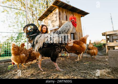 Gros plan de coq dans un poulailler tout en étant nourri par une agricultrice Banque D'Images