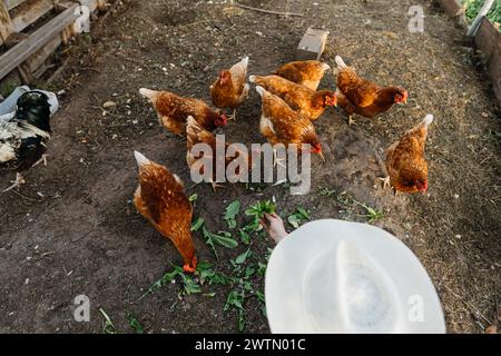 Les poulets rouges mangent des feuilles fraîches des mains du fermier dans le poulailler Banque D'Images