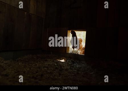 Une poule rouge entre dans un poulailler bien entretenu sur une ferme rurale. Banque D'Images