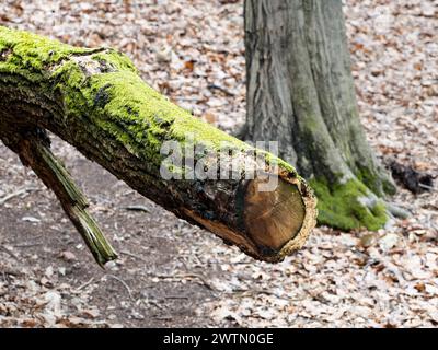 Mousse sur un tronc d'arbre mouillé en gros plan. Bois pourri dans une forêt. L'arbre tombé est un espace de vie important pour les insectes et les petits animaux. Banque D'Images