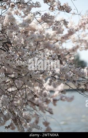 Washington, DC, États-Unis. 18 mars 2024. Les cerisiers en fleurs atteignent leur apogée à Washington, DC, le 18 mars 2024. Crédit : Mpi34/Media Punch/Alamy Live News Banque D'Images