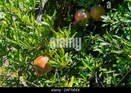 Fruit de grenade non mûr accroché à l'arbre. Banque D'Images