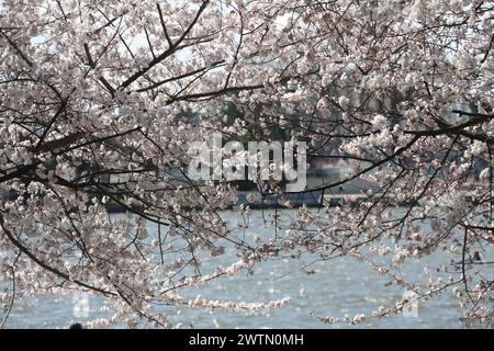 Washington, DC, États-Unis. 18 mars 2024. Les cerisiers en fleurs atteignent leur apogée à Washington, DC, le 18 mars 2024. Crédit : Mpi34/Media Punch/Alamy Live News Banque D'Images