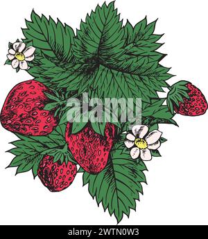 Croquis de fraise dessiné à la main. Composition avec des fraises, des feuilles et des fleurs. Conception pour emballages, invitations, cartes postales, produits biologiques. Illustration de Vecteur