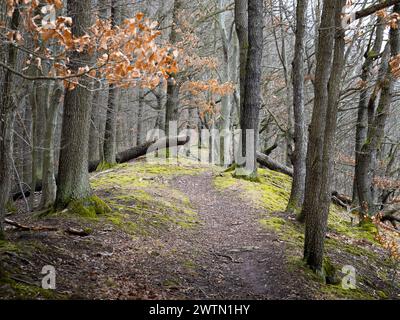 Sentier dans les bois avec des chênes au printemps. Belle nature avec de la mousse verte et de l'herbe sur le sol. Le chemin va tout droit Banque D'Images