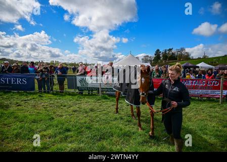 Eyton races - point 2 point Horse Racing Banque D'Images