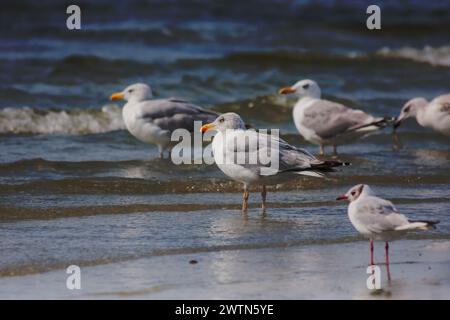 Groupe de mer sur le rivage de la mer sur la plage dans le soleil de l'après-midi Banque D'Images