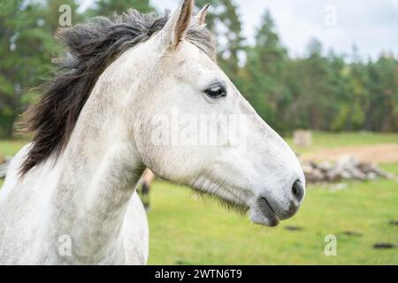 Cheval gris tapé debout dans le champ. Portrait de cheval gris dans le champ. Portrait animal, vue latérale. Banque D'Images
