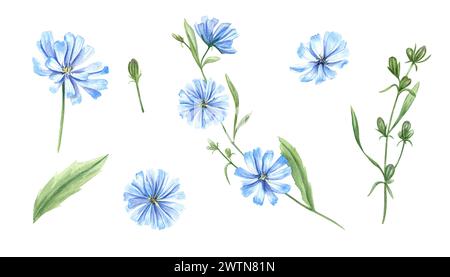 Chicorée bleue. Ensemble de fleurs de prairie sauvage. Têtes de fleurs, bourgeon, feuille. Cichorium. Branche d'intybus délicate. Illustration d'aquarelle florale Banque D'Images