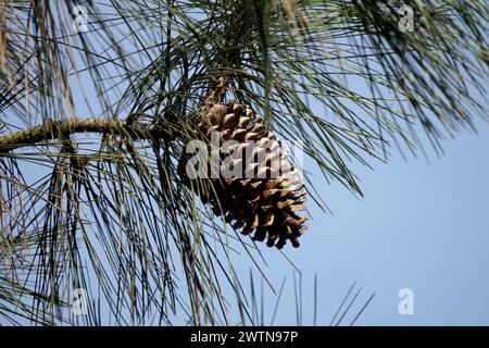 Jeffreys Pine Cone Pinus jeffreyi Cone on Branch Black Pine Cone ouverture au printemps Pino de Jeffrey Pine Coniferous Needles Banque D'Images