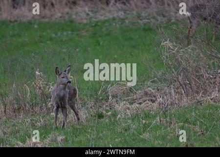 cerfs dans la nature Banque D'Images
