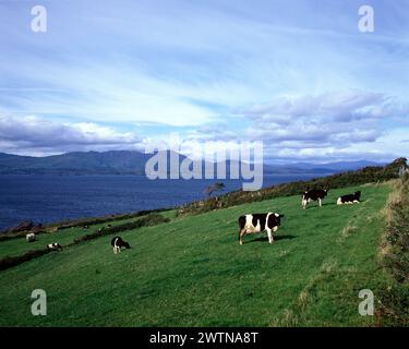 Irlande. Comté de Cork. Bantry Bay. Vaches frisonnes Holstein en champ. Banque D'Images