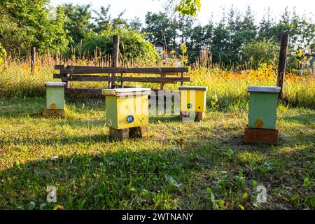 doté de ruches de noyau pour élever de jeunes colonies d'abeilles, journée d'été ensoleillée dans le jardin. Ruches dans le jardin d'une maison de campagne. Développement et rep Banque D'Images