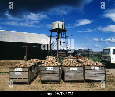 Australie. Queensland. Buderim. Agriculture. Gingembre récolté dans des caisses. Banque D'Images