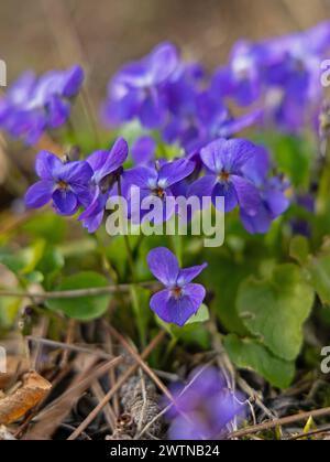 belles fleurs violettes dans une forêt Banque D'Images