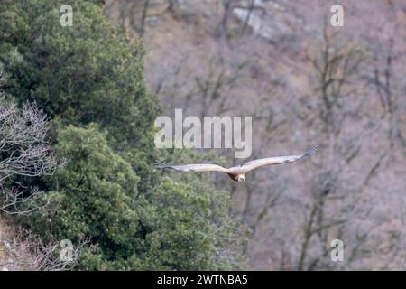 Le vautour griffon (Gyps fulvus), Parc naturel régional Sirente Velino, Abruzzes, Italie. Banque D'Images