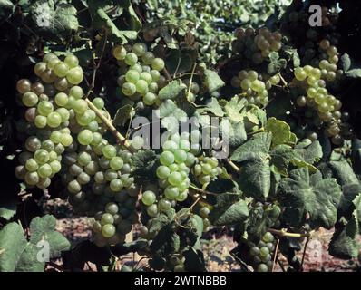 Nouvelle-Zélande. Production de vin. Gros plan de raisins verts poussant sur la vigne. Banque D'Images