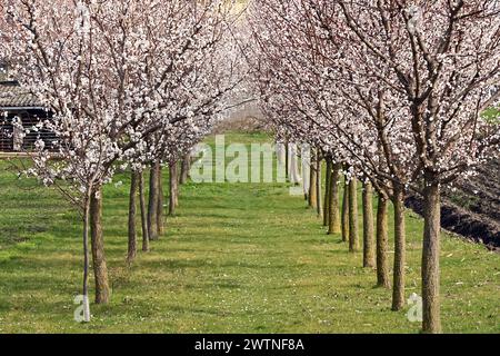 Chemin du verger bordé d'abricotiers en fleurs au début du printemps avec pelouse verte Banque D'Images