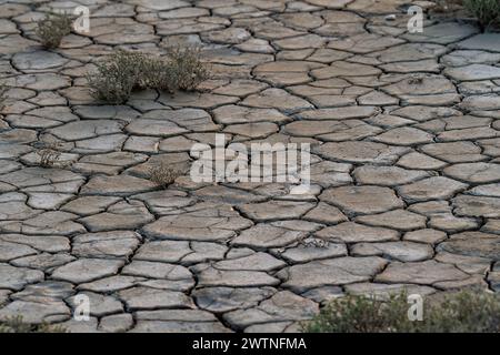 Le concept de réchauffement climatique. Fissures sèches dans la terre, grave pénurie d'eau. Le concept de sécheresse Banque D'Images