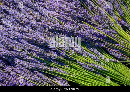 Lavande fraîche récoltée au jardin de Soleil sur la péninsule olympique de Washington, USA. Banque D'Images