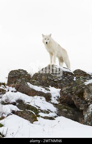 Loup arctique Canis lupus arctos, adulte debout sur des rochers couverts de neige, conditions contrôlées Banque D'Images