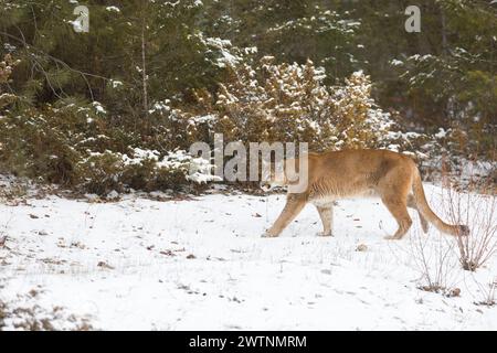 Puma Felis concolor, adulte marchant sur la neige à la lisière de la forêt, Montana, USA, mars Banque D'Images