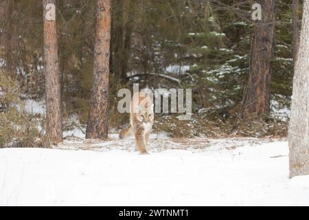 Puma Felis concolor, adulte marchant sur la neige à la lisière de la forêt, Montana, USA, mars Banque D'Images