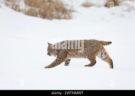 Bobcat Lynx rufus, adulte marchant sur la neige, Montana, États-Unis, mars Banque D'Images