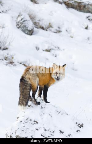 Renard roux Vulpes vulpes, adulte debout sur le rocher dans la neige, Montana, USA, mars Banque D'Images