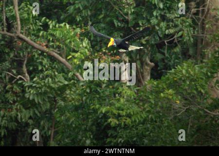 Un individu femelle de Hornbill à boutons (Rhyticeros cassidix) vole alors qu'il se nourrit dans une zone végétalisée située près du mont Tangkoko et du mont Duasudara à Bitung, dans le Sulawesi du Nord, en Indonésie. Un rapport d'une équipe de scientifiques dirigée par Marine Joly, basé sur des recherches menées de 2012 à 2020, a révélé que la température augmente jusqu'à 0,2 degrés Celsius par an dans la forêt de Tangkoko, et que l'abondance globale des fruits diminue également. « La hausse des températures causée par le changement climatique peut perturber le fragile équilibre des écosystèmes. De nombreuses espèces ont des exigences de température spécifiques pour.. Banque D'Images