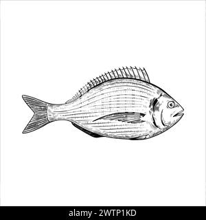 Poisson Dorado. Elément de conception isolé. Illustration vectorielle dans le style de gravure noir et blanc. Illustration de Vecteur