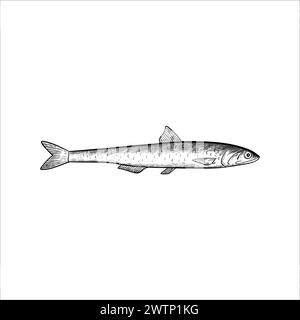 Poisson anchois. Elément de conception isolé. Illustration vectorielle dans le style de gravure noir et blanc. Illustration de Vecteur