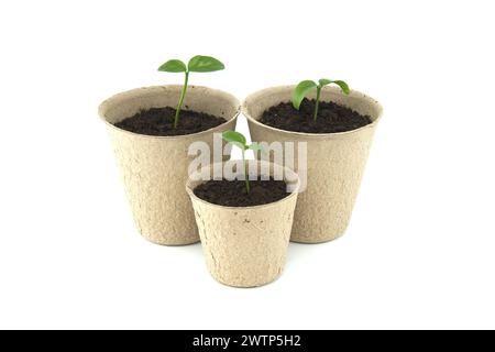 De petits plants verts germant de sol brun foncé contenus dans des pots ronds, brun clair biodégradables, isolés sur fond blanc Banque D'Images