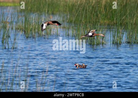 Deux canards sifflants à ventre noir volant au-dessus de l'étang de Lafitte's Cove Preserve, Texas, États-Unis Banque D'Images